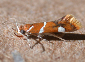 Suzuki's Promalactis